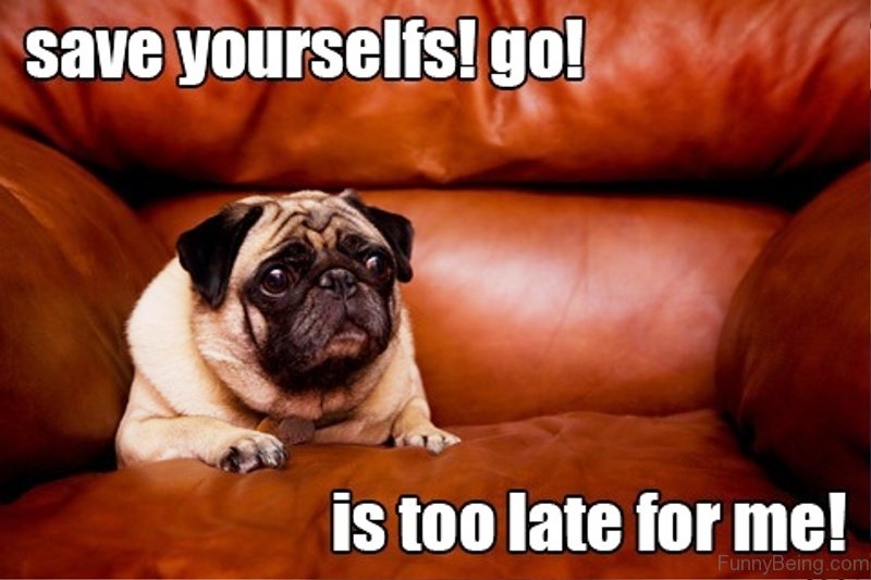 pug meme